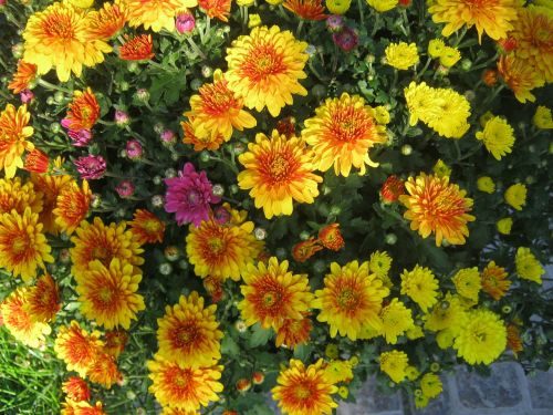 asters yellow autumn