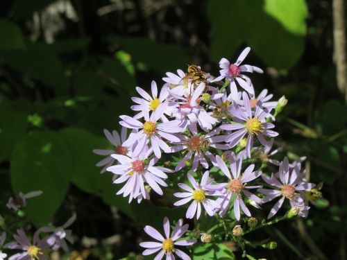 asters bee blossom
