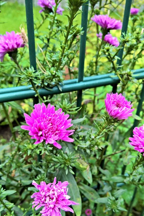 asters herbstastern flowers