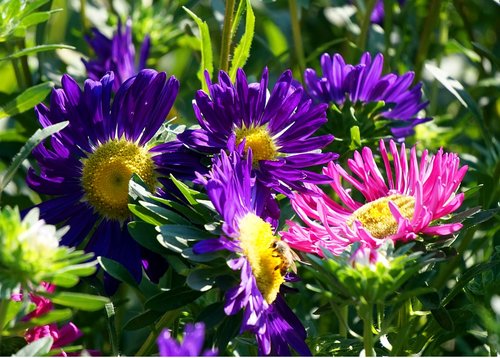 asters  flowers  blossom