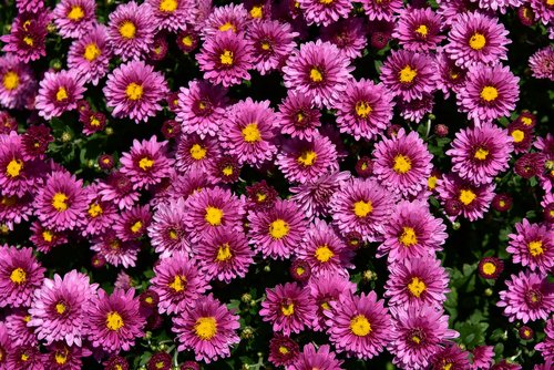 asters  flowers  close up