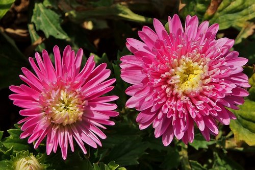 asters  pink  autumn