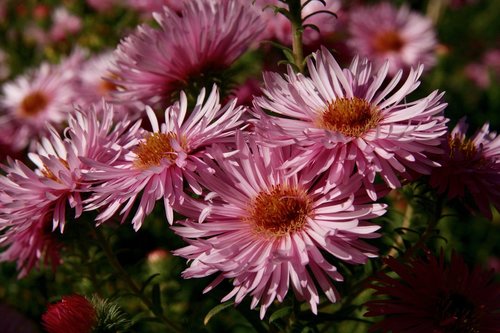 asters  flowers  bloom