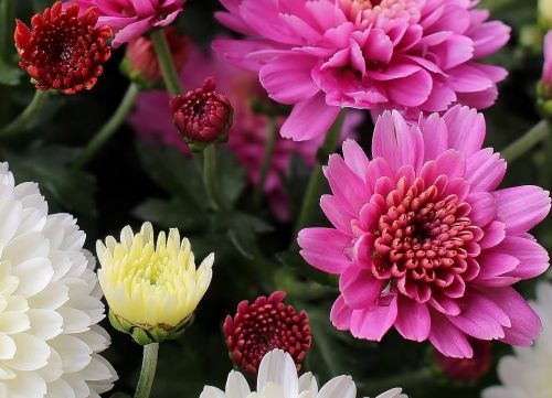 asters flowers colorful