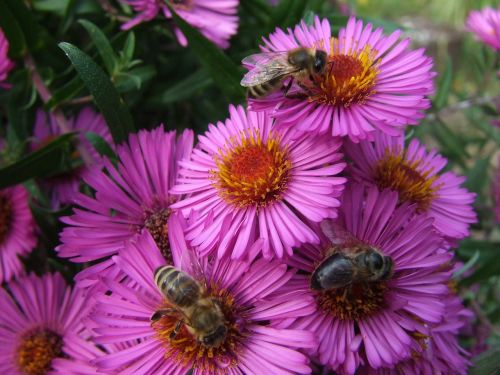 asters bees late summer