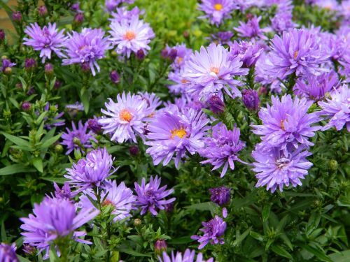 asters flowers garden