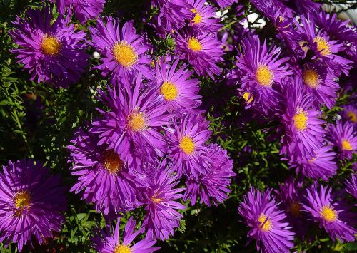 asters balcony blue