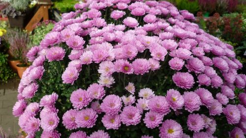 asters-tree flower flower dome