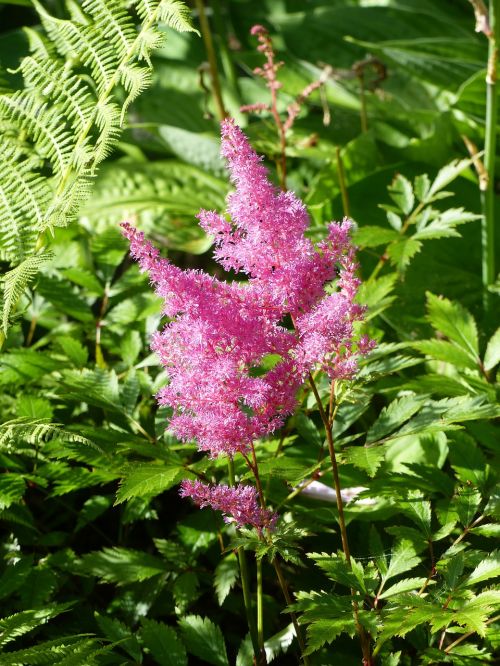 astillbe pink green