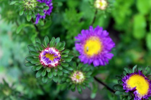 astra garden flowers