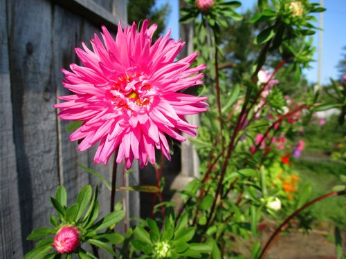 astra  flower  pink