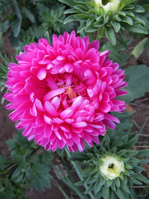 astra  pink  bloom