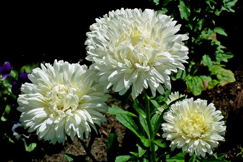 astra  white  flowers