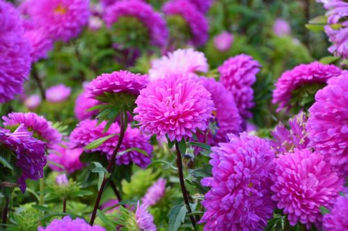 astra flower pink