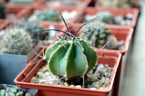cactus astrophytum succulent