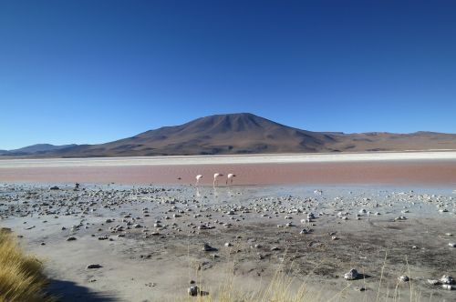 atacama desert chile flamingos