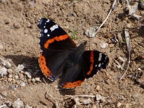 atalanta butterfly vanessa atalanta