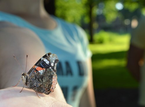 atalanta  butterfly  bug