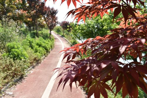 athletic track red leaves the scenery