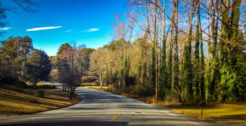 atlanta trees woods