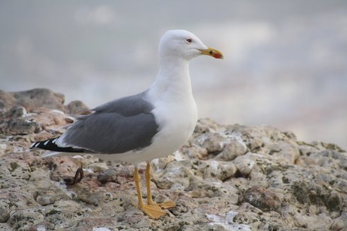 atlantic  gull  rock
