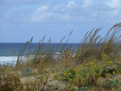 atlantic coast landscape