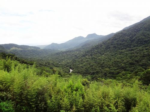 atlantic forest valley green