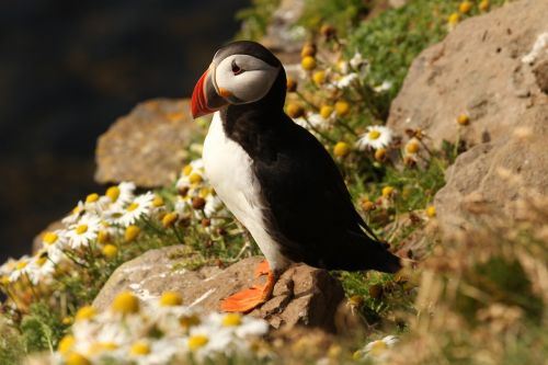 atlantic puffin puffin atlantic