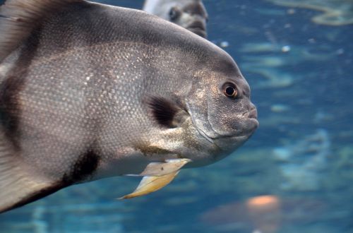 Atlantic Spadefish Up Close