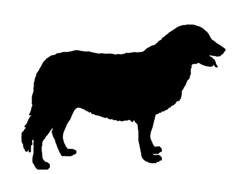 atlas  mountain  dog