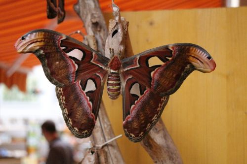 atlas moth butterfly largest butterfly