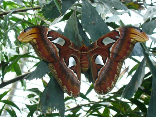 atlas moth butterfly snakehead