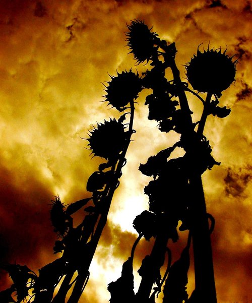 atmosphere  sunflower  sky