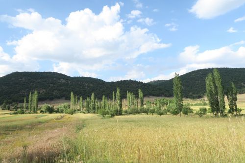 attachment wheat forest