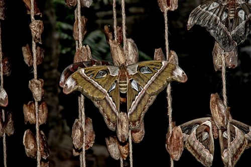attacus atlas moth