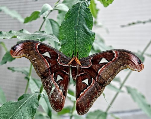 attacus atlas moth