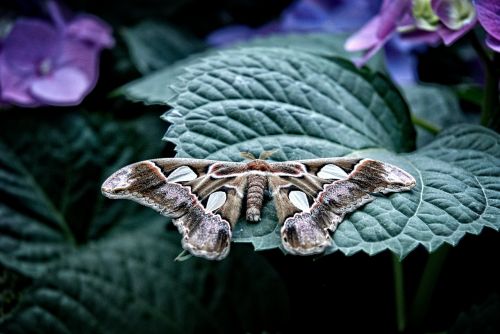 attacus atlas moth