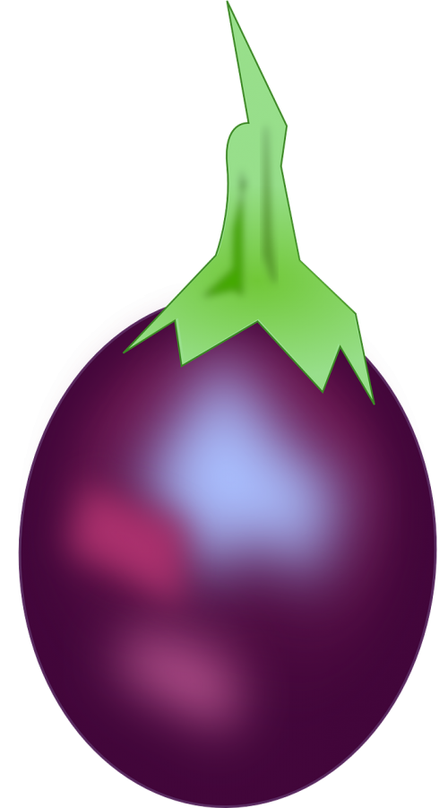 aubergine eggplant agriculture