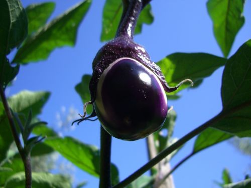 aubergine sicily italy