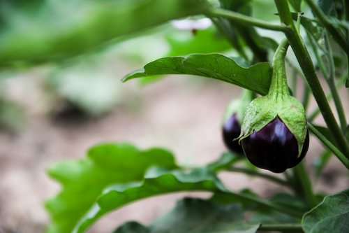 aubergine  plant  vegetable