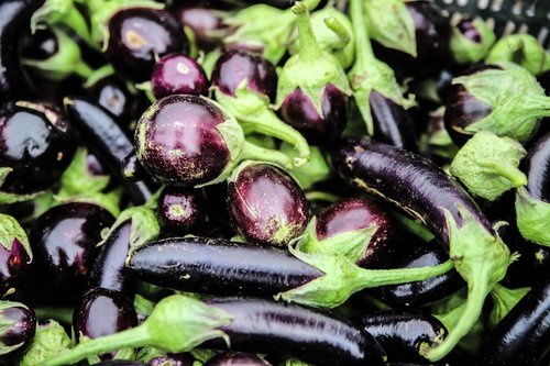 aubergine  farm  vegetable