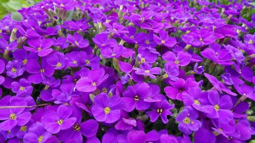 aubretia blue pillow violet