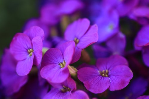 aubrieta  flowers  purple