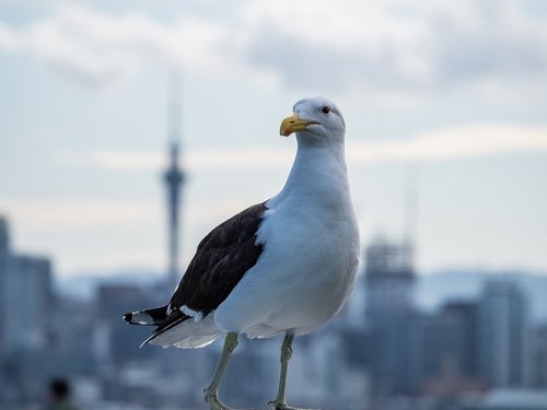 auckland  seagull  new zealand