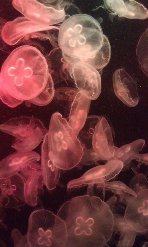 aurelia aurita aurelia jellyfish jellyfish