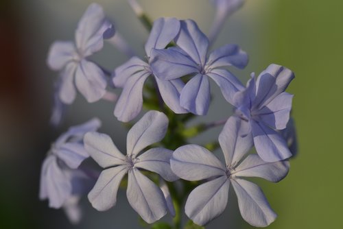 auriculata  plumbago auriculata  cape europaea