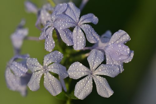 auriculata  plumbago auriculata  cape europaea