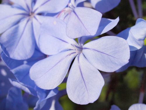 auriculata plumbago blossom