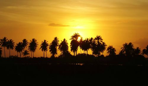 aurora coconut trees sol