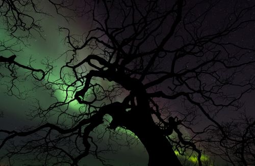 aurora tree nature